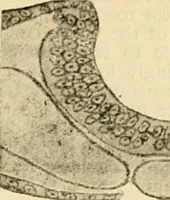 An illustration from A manual of physiology : with practical exercises / by G. N. Stewart ; with coloured plate and 467 other illustrations. (1914)