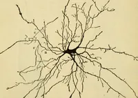 An illustration from A manual of physiology : with practical exercises / by G. N. Stewart ; with coloured plate and 467 other illustrations. (1914)