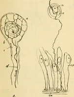 An illustration from A manual of physiology : with practical exercises / by G. N. Stewart ; with coloured plate and 467 other illustrations. (1914)