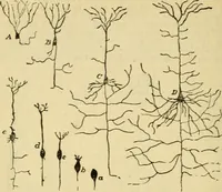 An illustration from A manual of physiology : with practical exercises / by G. N. Stewart ; with coloured plate and 467 other illustrations. (1914)