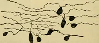 An illustration from A manual of physiology : with practical exercises / by G. N. Stewart ; with coloured plate and 467 other illustrations. (1914)