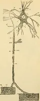 Picture 238 of 351 from A manual of physiology : with practical exercises / by G. N. Stewart ; with coloured plate and 467 other illustrations. (1914), leaf 851