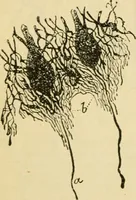An illustration from A manual of physiology : with practical exercises / by G. N. Stewart ; with coloured plate and 467 other illustrations. (1914)