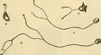 An illustration from A manual of physiology : with practical exercises / by G. N. Stewart ; with coloured plate and 467 other illustrations. (1914)