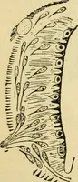 An illustration from A manual of physiology : with practical exercises / by G. N. Stewart ; with coloured plate and 467 other illustrations. (1914)