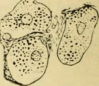 An illustration from A manual of physiology : with practical exercises / by G. N. Stewart ; with coloured plate and 467 other illustrations. (1914)