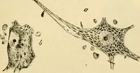 An illustration from A manual of physiology : with practical exercises / by G. N. Stewart ; with coloured plate and 467 other illustrations. (1914)