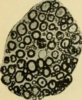 An illustration from A manual of physiology : with practical exercises / by G. N. Stewart ; with coloured plate and 467 other illustrations. (1914)