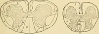 An illustration from A manual of physiology : with practical exercises / by G. N. Stewart ; with coloured plate and 467 other illustrations. (1914)