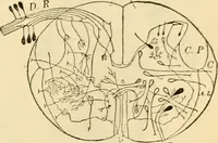 Picture 246 of 351 from A manual of physiology : with practical exercises / by G. N. Stewart ; with coloured plate and 467 other illustrations. (1914), leaf 863