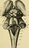 An illustration from A manual of physiology : with practical exercises / by G. N. Stewart ; with coloured plate and 467 other illustrations. (1914)