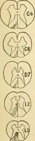 Picture 248 of 351 from A manual of physiology : with practical exercises / by G. N. Stewart ; with coloured plate and 467 other illustrations. (1914), leaf 867