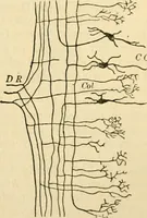 An illustration from A manual of physiology : with practical exercises / by G. N. Stewart ; with coloured plate and 467 other illustrations. (1914)