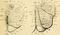 An illustration from A manual of physiology : with practical exercises / by G. N. Stewart ; with coloured plate and 467 other illustrations. (1914)