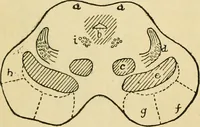 An illustration from A manual of physiology : with practical exercises / by G. N. Stewart ; with coloured plate and 467 other illustrations. (1914)