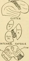 Picture 252 of 351 from A manual of physiology : with practical exercises / by G. N. Stewart ; with coloured plate and 467 other illustrations. (1914), leaf 871