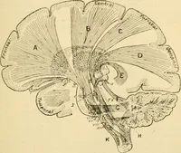 An illustration from A manual of physiology : with practical exercises / by G. N. Stewart ; with coloured plate and 467 other illustrations. (1914)