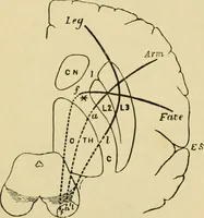 An illustration from A manual of physiology : with practical exercises / by G. N. Stewart ; with coloured plate and 467 other illustrations. (1914)
