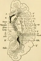 An illustration from A manual of physiology : with practical exercises / by G. N. Stewart ; with coloured plate and 467 other illustrations. (1914)