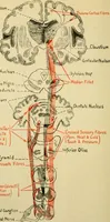 Picture 256 of 351 from A manual of physiology : with practical exercises / by G. N. Stewart ; with coloured plate and 467 other illustrations. (1914), leaf 876