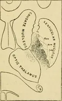 Picture 257 of 351 from A manual of physiology : with practical exercises / by G. N. Stewart ; with coloured plate and 467 other illustrations. (1914), leaf 878