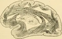 An illustration from A manual of physiology : with practical exercises / by G. N. Stewart ; with coloured plate and 467 other illustrations. (1914)