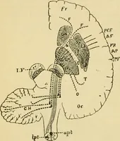 Picture 259 of 351 from A manual of physiology : with practical exercises / by G. N. Stewart ; with coloured plate and 467 other illustrations. (1914), leaf 880