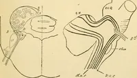 An illustration from A manual of physiology : with practical exercises / by G. N. Stewart ; with coloured plate and 467 other illustrations. (1914)