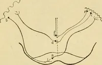 An illustration from A manual of physiology : with practical exercises / by G. N. Stewart ; with coloured plate and 467 other illustrations. (1914)