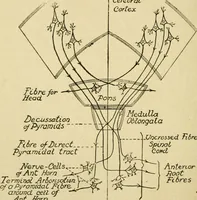 Picture 262 of 351 from A manual of physiology : with practical exercises / by G. N. Stewart ; with coloured plate and 467 other illustrations. (1914), leaf 886