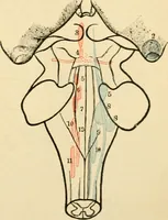 An illustration from A manual of physiology : with practical exercises / by G. N. Stewart ; with coloured plate and 467 other illustrations. (1914)