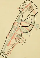 Picture 265 of 351 from A manual of physiology : with practical exercises / by G. N. Stewart ; with coloured plate and 467 other illustrations. (1914), leaf 916