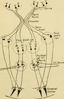 Picture 267 of 351 from A manual of physiology : with practical exercises / by G. N. Stewart ; with coloured plate and 467 other illustrations. (1914), leaf 918