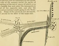 Picture 268 of 351 from A manual of physiology : with practical exercises / by G. N. Stewart ; with coloured plate and 467 other illustrations. (1914), leaf 920