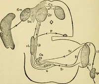 An illustration from A manual of physiology : with practical exercises / by G. N. Stewart ; with coloured plate and 467 other illustrations. (1914)