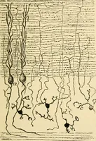 Picture 270 of 351 from A manual of physiology : with practical exercises / by G. N. Stewart ; with coloured plate and 467 other illustrations. (1914), leaf 929