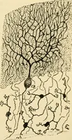 An illustration from A manual of physiology : with practical exercises / by G. N. Stewart ; with coloured plate and 467 other illustrations. (1914)