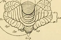 An illustration from A manual of physiology : with practical exercises / by G. N. Stewart ; with coloured plate and 467 other illustrations. (1914)