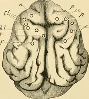 An illustration from A manual of physiology : with practical exercises / by G. N. Stewart ; with coloured plate and 467 other illustrations. (1914)