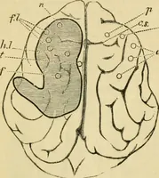An illustration from A manual of physiology : with practical exercises / by G. N. Stewart ; with coloured plate and 467 other illustrations. (1914)
