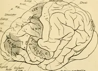 An illustration from A manual of physiology : with practical exercises / by G. N. Stewart ; with coloured plate and 467 other illustrations. (1914)