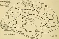 An illustration from A manual of physiology : with practical exercises / by G. N. Stewart ; with coloured plate and 467 other illustrations. (1914)