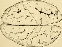 An illustration from A manual of physiology : with practical exercises / by G. N. Stewart ; with coloured plate and 467 other illustrations. (1914)