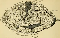 An illustration from A manual of physiology : with practical exercises / by G. N. Stewart ; with coloured plate and 467 other illustrations. (1914)