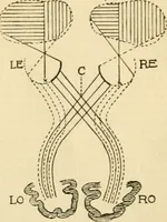 Picture 281 of 351 from A manual of physiology : with practical exercises / by G. N. Stewart ; with coloured plate and 467 other illustrations. (1914), leaf 955