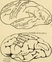 An illustration from A manual of physiology : with practical exercises / by G. N. Stewart ; with coloured plate and 467 other illustrations. (1914)