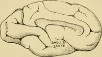 Picture 283 of 351 from A manual of physiology : with practical exercises / by G. N. Stewart ; with coloured plate and 467 other illustrations. (1914), leaf 958