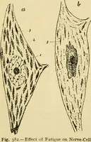 Picture 284 of 351 from A manual of physiology : with practical exercises / by G. N. Stewart ; with coloured plate and 467 other illustrations. (1914), leaf 972