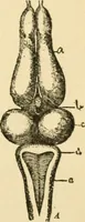 An illustration from A manual of physiology : with practical exercises / by G. N. Stewart ; with coloured plate and 467 other illustrations. (1914)