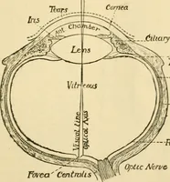 Picture 293 of 351 from A manual of physiology : with practical exercises / by G. N. Stewart ; with coloured plate and 467 other illustrations. (1914), leaf 997